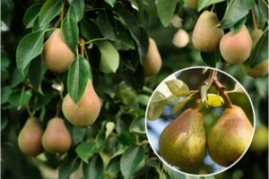 Kriaušės – ar tikrai mokate auginti šį medį? Yra du dalykai