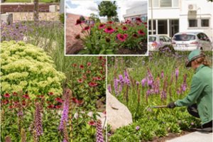 Želdynai miestus puošia, bet jų priežiūrai dėmesio – per mažai