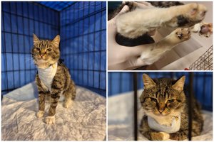 Paeiti nebegalinti katytė iš paskutinių jėgų pasiekė žmones ir šaukiasi pagalbos