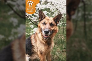 Įspūdingo stoto šuo išgyveno tik atsitiktinio gerumo dėka: svajoja jaustis reikalingas ir mylimas