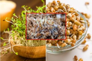 Svarbu perkantiems šviežius daigus ir ūglius: saugokitės pelėsio