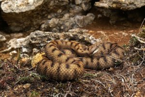 Šalis ragina pasiruošti: gali prasidėti masinė nuodingų gyvačių migracija