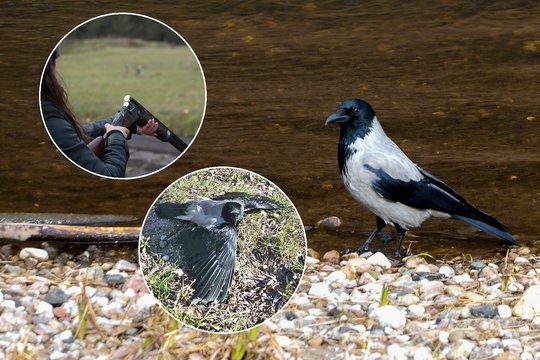 Žemuosiuose Šančiuose rasta pilkoji varna buvo pašauta švininiu pneumatinio ginklo šoviniu, paukštis nugaišo.