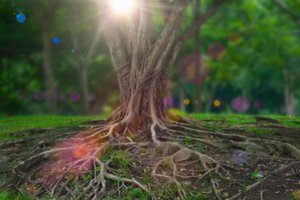 7 įdomybės, kurių greičiausiai nežinojote apie šaknis