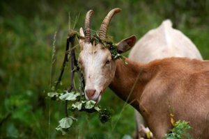 Sicilijos salą užkariavo ožkos: dovanoja visiems norintiems