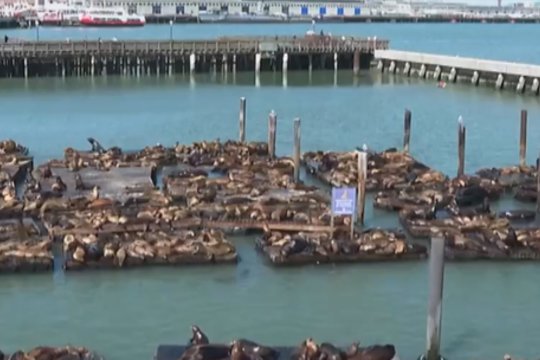 San Francisko prieplaukoje – rekordinis skaičius jūrų liūtų