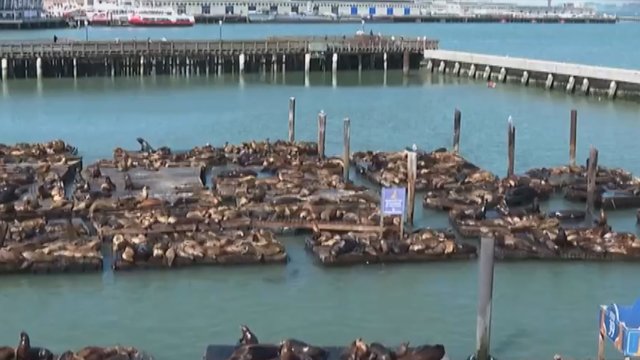 San Francisko prieplaukoje – rekordinis skaičius jūrų liūtų