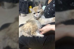 Dalį namo sudeginęs katinas iš gaisro ištrūko sveikas, bet yra priverstas „dirbti“ ir atlyginti žalą