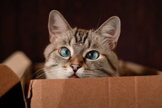 6 dienos be vandens ir maisto: katė atsitiktinai atsiųsta pašto siuntiniu.