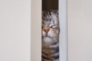 Kodėl katės nemėgsta uždarų durų – 3 netikėtos priežastys