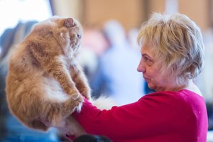 Štai ką jūsų katė iš tikrųjų galvoja apie jus: nustebsite