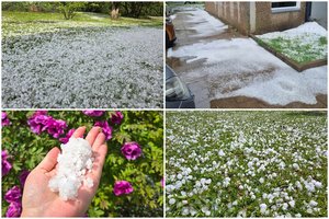 Alytuje kruša smogė kaip reikiant: nuo ledėkų pabalo žemė, sodininkai jaudinasi dėl sulaužytų augalų