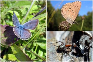 Tai, ką daro šie drugeliai, nustebintų ne vieną: jų vikšrus augina skruzdės