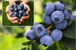 Šių augalų jokiu būdu negalima sodinti prie šilauogių: įsidėmėkite, kitaip neturėsite derliaus 