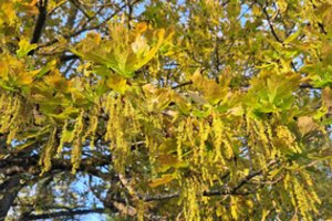 Žiedus jau skleidžia ąžuolai: skubina norinčius pasigrožėti – tam turite vos kelias dienas