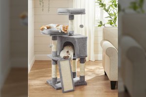 Lietuviai vis labiau myli gyvūnus lepina skanėstais ir žaislais