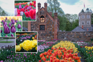 Burbiškio dvare – išskirtinis tulpių žydėjimo festivalis: įspūdingas žiedų kilimas džiugina lankytojus