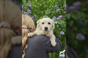 5 mėn. mažylis iš kaimo – greitesnis už vėją: įspėja dėl dydžio