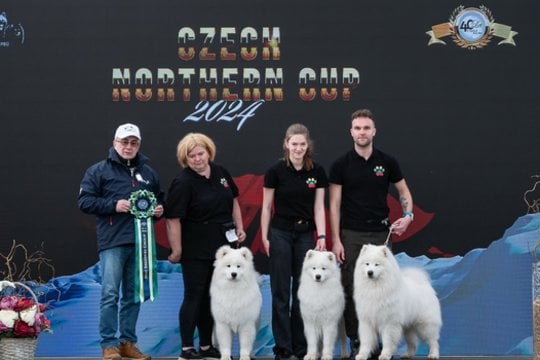 Čekijoje Europos samojedų čempionate veislyno „Mažoji lokė“ išvesti šunys „susišlavė“ aukščiausius apdovanojimus.