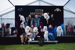 Europos samojedų čempionate – Lietuvos veislyno triumfas: atskleidė ypatingos sėkmės paslaptį