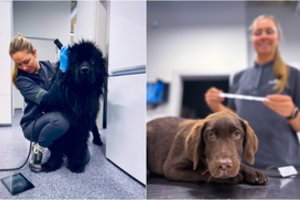 Maudynės vandens telkinyje šuniui gali būti žalingos: ką privalu žinoti?