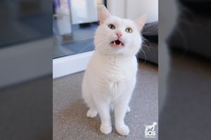 Prieglaudoje atsidūręs įspūdingo grožio katinas laukia prie durų, kol bus išgelbėtas