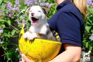 Dangiško žydrumo akių ir taškuotos nosies jauna gražuolė ieško geriausio draugo visam gyvenimui
