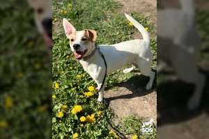 Tokios šunytės gyvūnų gelbėtojai seniai nematė: ieško ypatingų namų