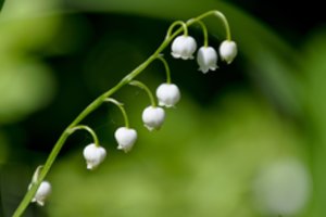 Maloniu kvapu viliojančios pakalnutės – labai pavojingos: paaiškino, kodėl namo jų geriau nesinešti