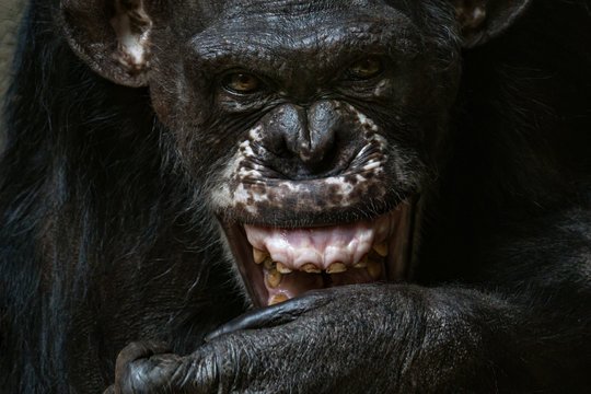  Šimpanzės, kaip ir žmonės, gali kariauti.