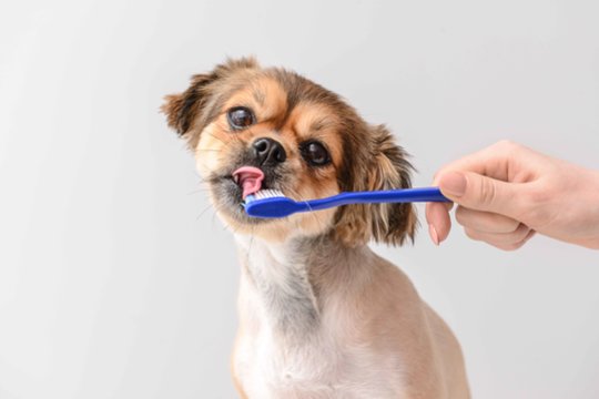 Šunų dantų sveikata turi svarbią reikšmę bendrai jų sveikatos būklei ir gyvenimo kokybei.