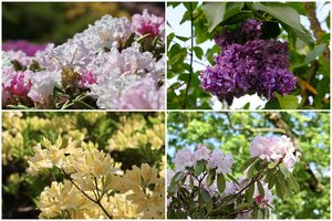 Kaune – kvapų ir spalvų gausybė: VDU Botanikos sode žiedus išskleidė daugybė rodadendrų ir alyvų 