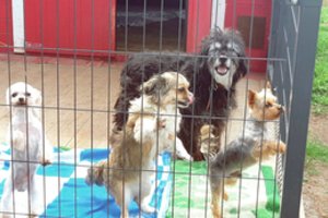 Seimas imasi augintinius nuo nuodijimo apsaugančių įstatymų pataisų