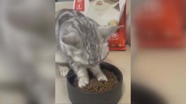 Išalkusiam kačiukui taip valgyti neįprasta: kai žarna žarną ryja, verta pasinaudoti letenomis
