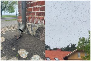 Kuršių neriją užplūdo milijonai uodų