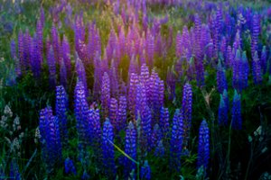 Primena – dabar tinkamiausias laikas naikinti šiuos invazinius augalus