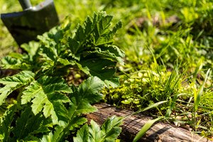 Nepamirškite – dabar tinkamiausias laikas naikinti Sosnovskio barščius: papasakojo, kaip tai daryti