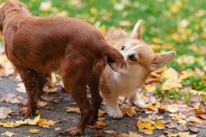 Kodėl susitikę šunys uosto vienas kito pasturgalius? Štai kaip tai aiškina mokslas