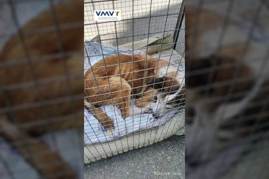  VMVT gavo pranešimą, kad Naujojoje Akmenėje piliečiai laiko šunį, kuris yra išsekęs ir galimai yra marinamas badu.