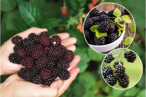 Gervuogių sodinimas – neatidėliokite, jei norite ne tik tobulų uogų, bet ir sodrių lapų arbatai