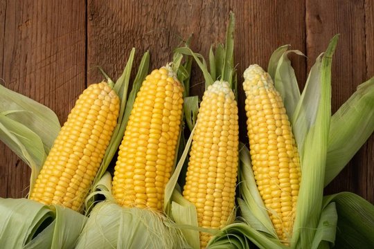 Kukurūzai – viena seniausių grūdinių kultūrų.