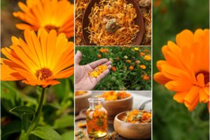 Ryškios, kvapnios ir naudingos medetkos: spėkite pasėti laiku, kad žydėtų iki rugsėjo