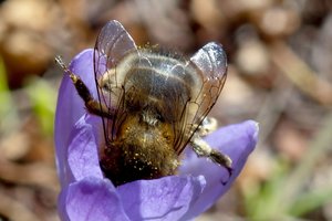 Kamanės atskleidžia tokį intelektą, apie kurio egzistavimą nežinojome