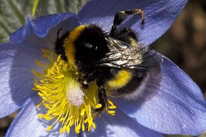 Kamanės vėl mus stebina: naujas tyrimas atskleidė įspūdingus gebėjimus