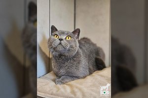 Gintarinių akių gražuolis prašo tikrų namų: pasižymi „katiniškais“ pomėgiais