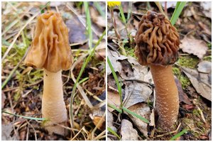 Šiuos grybus itin lengva supainioti: įsiminkite ir jų nerinkite