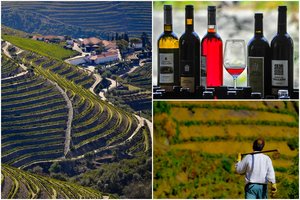 Europos vynuogynai atsidūrė pavojuje – vyno kaina gali augti, pasikeis ir skonis: Lietuvai atsiranda galimybė