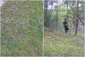 Sunkiai suvokiamas žiaurumas: Lazdijų r. brakonierius pastatė 21 kilpą, kitas jomis spėjo sugauti stirniną