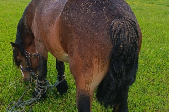Prienų rajono gyventojos kieme VMVT surado pančiais sužalotą arklį.