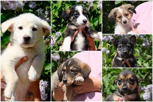 Lietuvą sukrėtusios istorijos atomazga: 11 iš 20 laukuose išmestų šuniukų išgyveno ir laukia namų